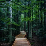 Bayerischer Wald hautnah: 4 Tage, die mich komplett entschleunigt haben