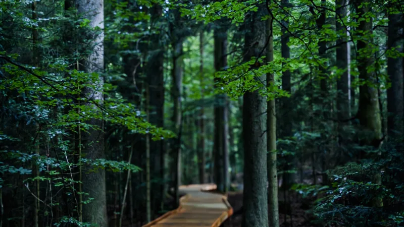 Bayerischer Wald hautnah: 4 Tage, die mich komplett entschleunigt haben