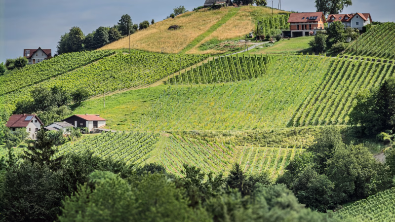 Südsteiermark erleben – Genuss, Natur und aktive Auszeit zwischen Weinbergen, regionalen Spezialitäten und herrlichen Ausblicken
